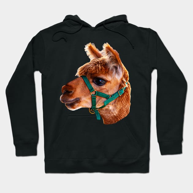 Alpaca Head Hoodie by dalyndigaital2@gmail.com